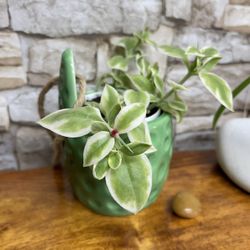 Blooming Succulent Variegated Baby Sun Rose In Hanging  Ceramic Pot 3.5".
