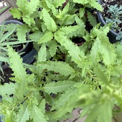 Plantas De Epazote $5.00  Cada Una -Epazote Plant  $5.00 Each 