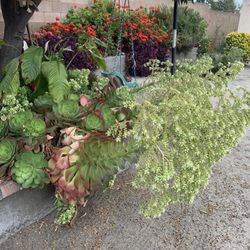 Succulent Flowers With Cone