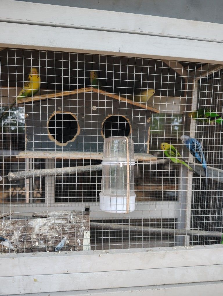 Parakeets With Cage