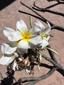 White and yellow plumeria cuttings