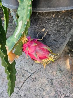 Dragonfruit Plant