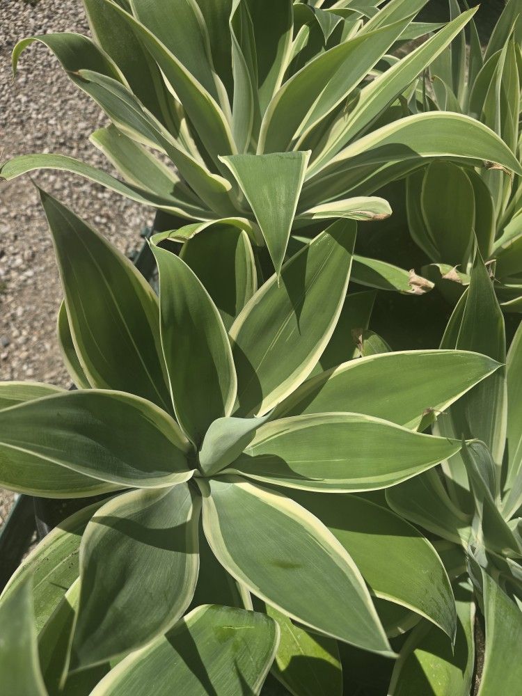 Agave Ray Of Light