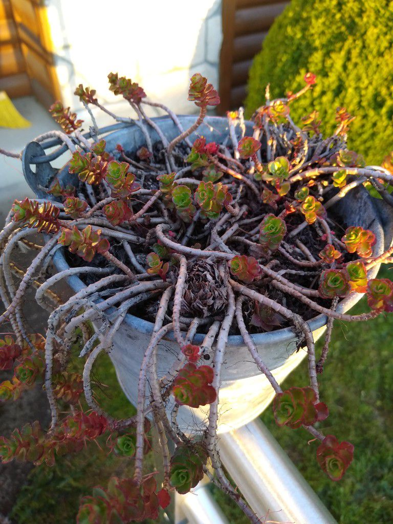 Cute Metal Bucket With Succulents Starting