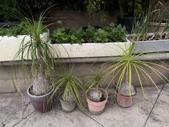Ponytail Palm Elephant Foot Trees