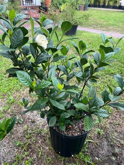 Gardenias Aimee in 3 gls pot. SPECIAL PRICE 🤩