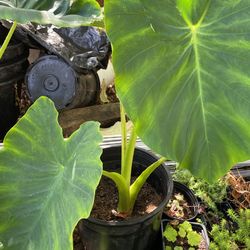 Elephant ear plants for Sale in Puyallup, WA - OfferUp