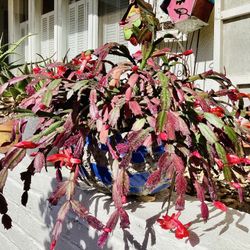 Two Big Pots Of Mature Christmas Cactus -$40 Each