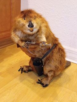 Taxidermy beaver trophy mount hunting camo
