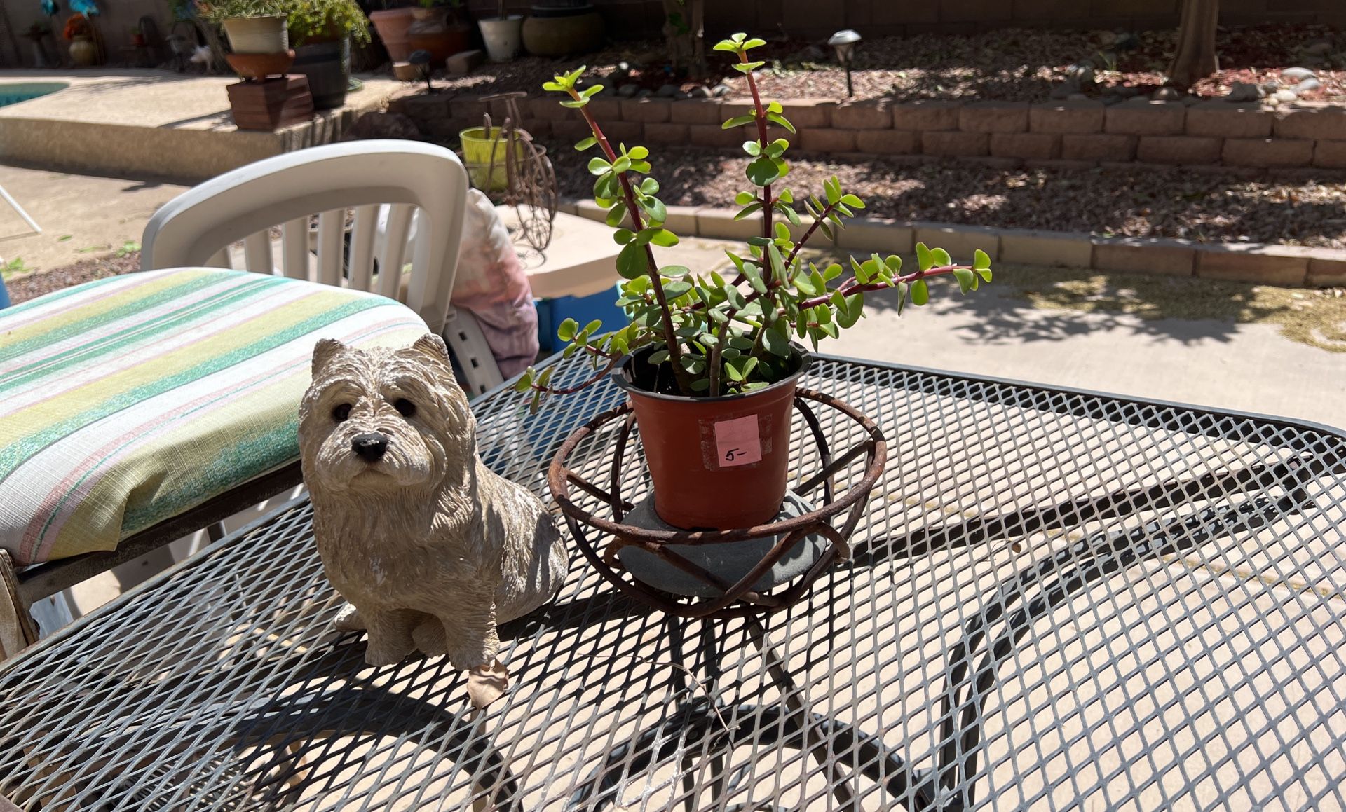 ELEPHANT. FOOD. SUCCULENT PLANT