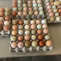 Chicken Eggs