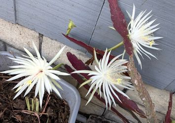 Free Epiphyllum plants (read description )