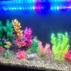 40 gallon aquarium