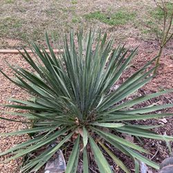 Yucca Plant