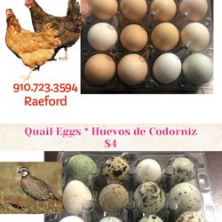 Quail / Chicken Eggs 