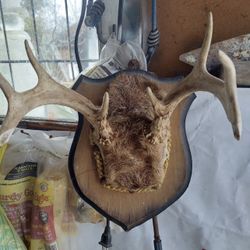 I do not know the name