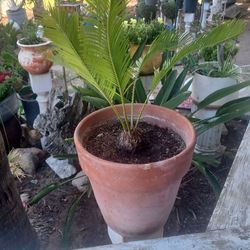 Sago Palm for Sale – Perfect Indoor or Outdoor Plant
Palma Sago en venta