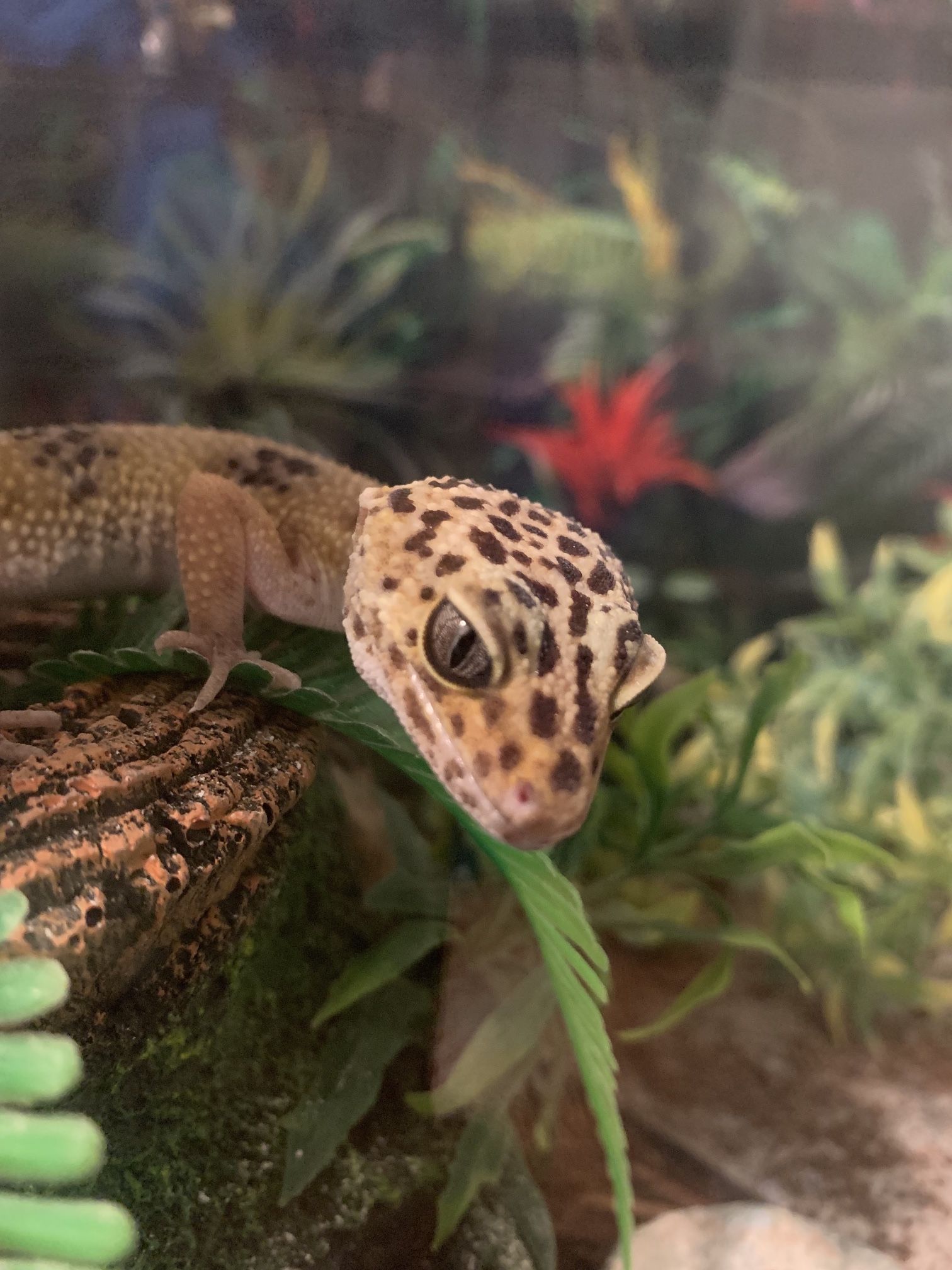 Reptile *READ DESCRIPTION*