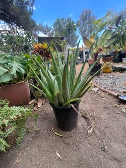 aloe vera