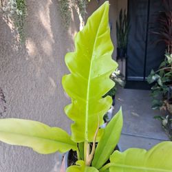 Philodendron Golden Crocodile Plant $28