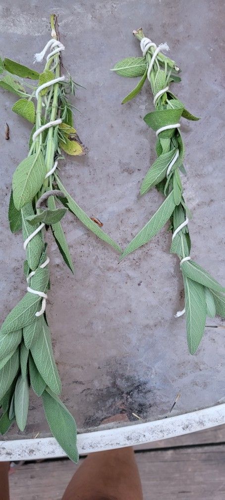 Herbs