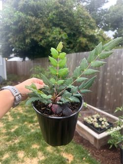 Native Plant: Cascade Oregon Grape (Mahonia Nerviosa) - 1 gallon