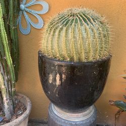 Large barrel cactus in ceramic pot 16"