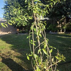 Uña De Gato Plant Medesinal 