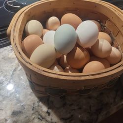 Fresh Eggs