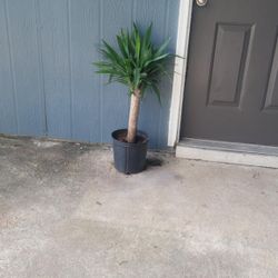 Live Yucca Cane Dracaena Indoor Outdoor Office Houseplant 10”Pot
