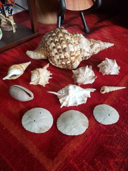 Shells