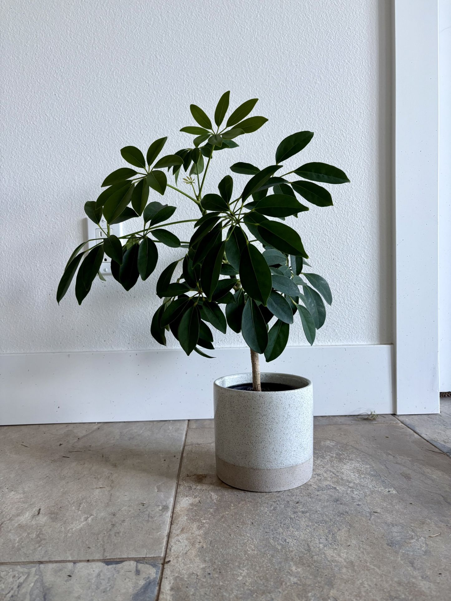 Healthy Umbrella Tree