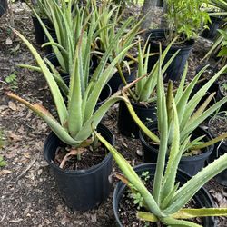 3 Gallon Aloe Vera Plants 