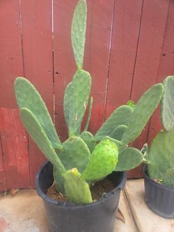 Cactus Plant