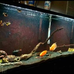 55 Gallon Fish Tank With Stand $150 OBO