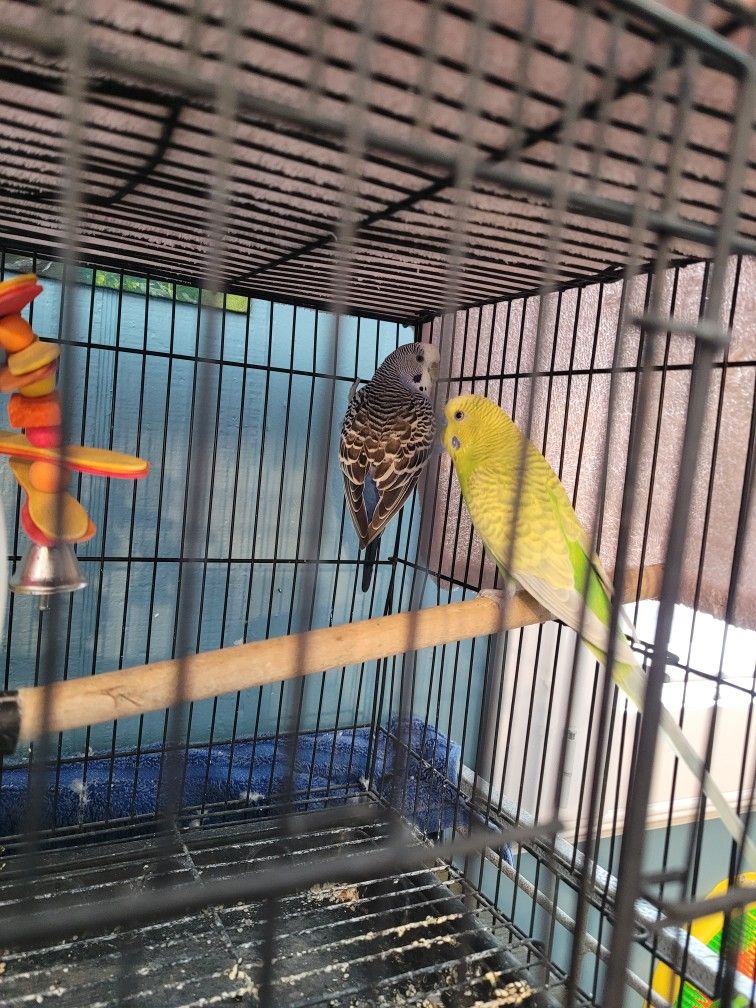 Vendo Estos 2 Periquitos Australianos