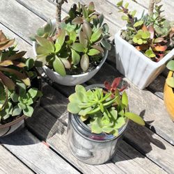 Succulents — Live 