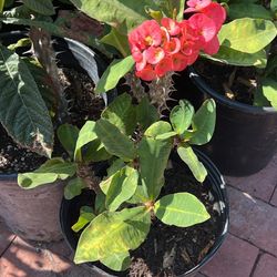 Planta Corona De Cristo Flores Grandes .