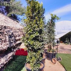 Ficus Nitida 9ft Tall 25 Gallons 