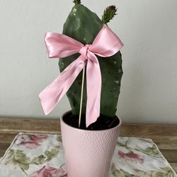 Indian Fig Cactus/Opuntia Prickly Pear Succulent 