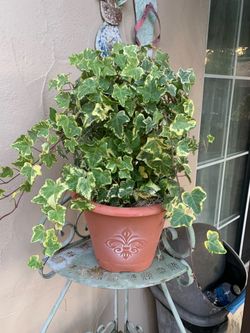 Pot of 10 inch plants