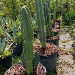 Cactus Plants 25gl $175.00🌵🌵