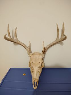 Deer Skull
