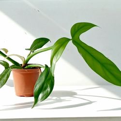 Rare Aroid Philodendron Golden Dragon Plant/ Indoor Plant/ House Plant/  Flower Patio Garden 