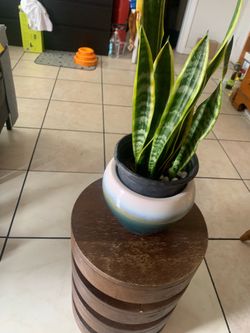 Golden Edges Snake Plant
