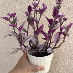 Tradescantia Nanouk plant with pot