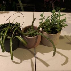 Plants Gift Succulent 