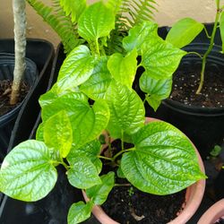 Vietnamese Piper Lolot Leaves Betel Leaf Plant