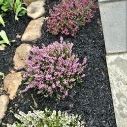 mexican Heather flower plant in 1gal