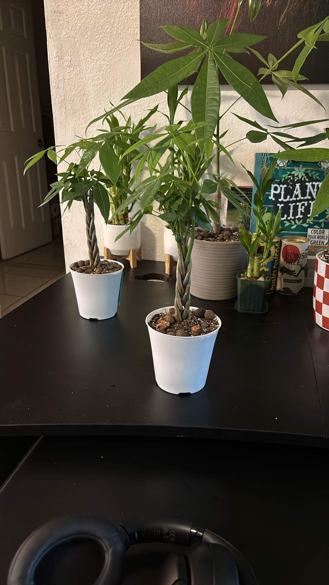 Braided Money Tree